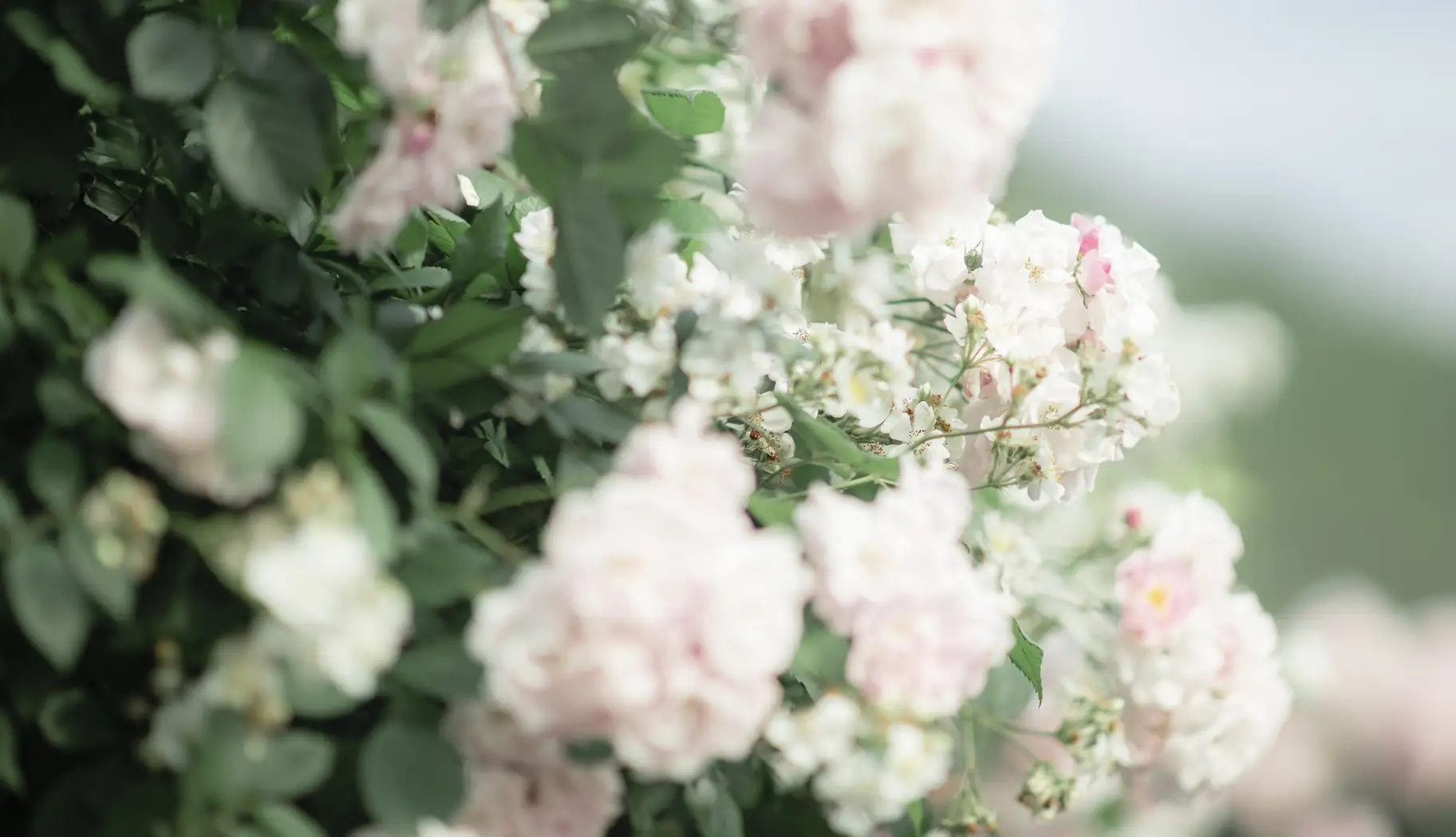 [YITUYU] 2022.09.14 Vol.1949 – Rose Ruoyun#[23P]-1